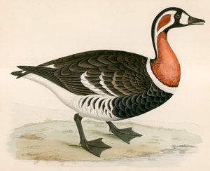 Red Breasted Goose